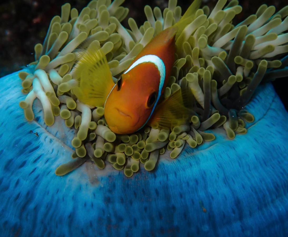 Wow Inn Keyodhoo Keyodhoo  Luaran gambar