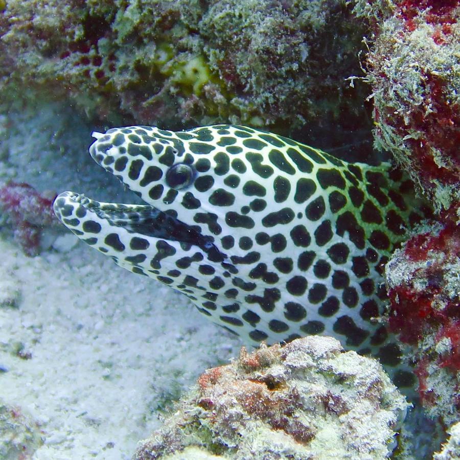 Wow Inn Keyodhoo Keyodhoo  Luaran gambar